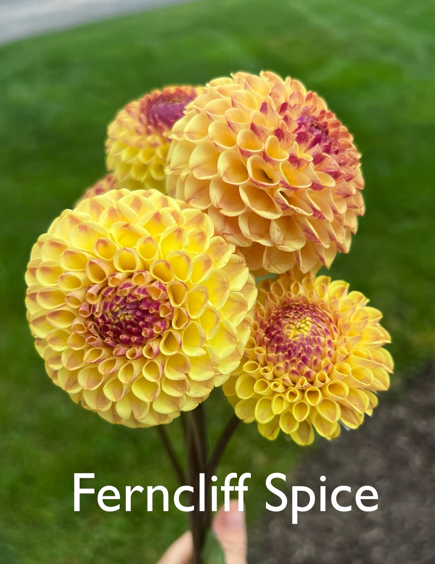 Ferncliff Spice