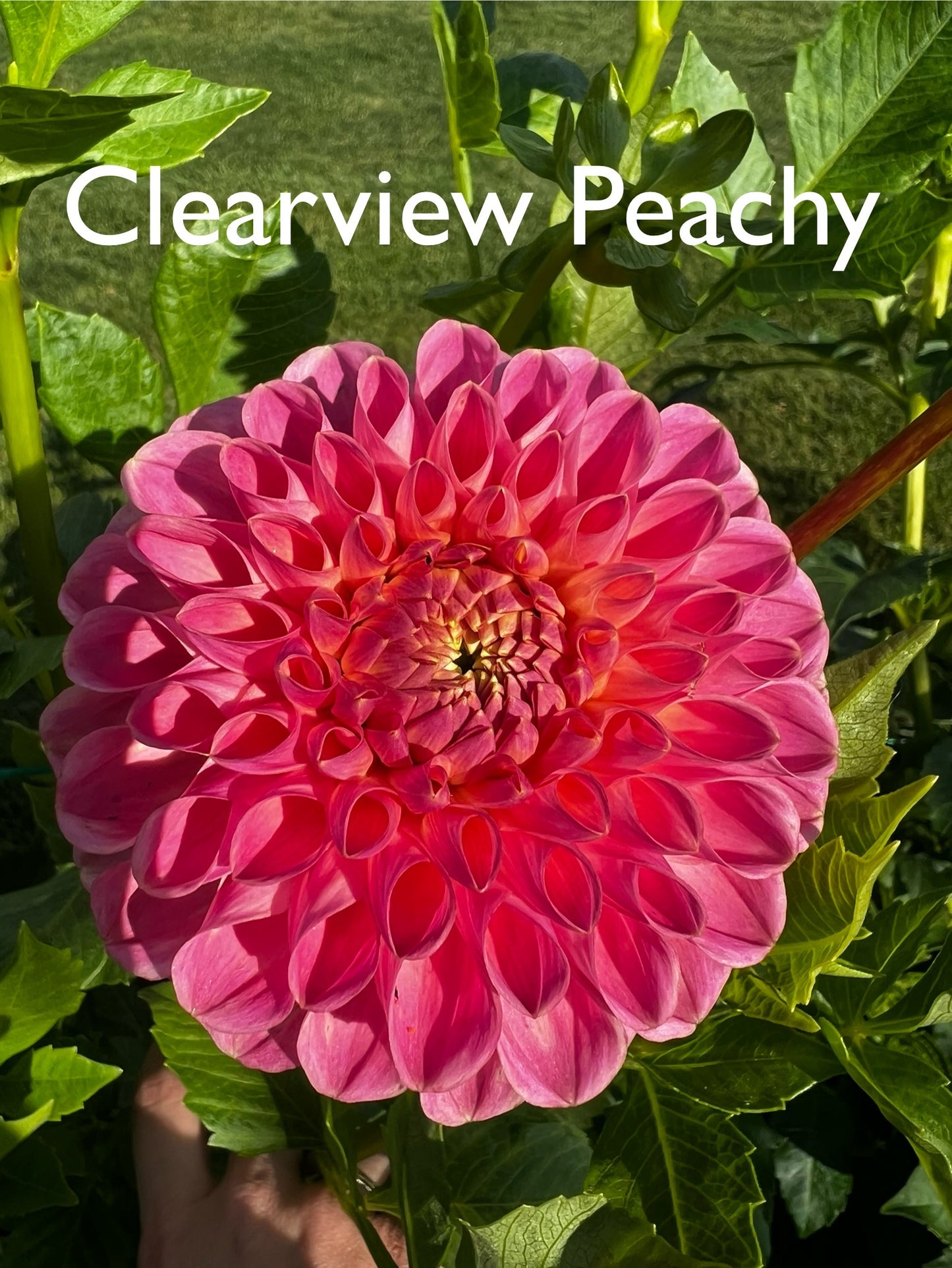Clearview Peachy
