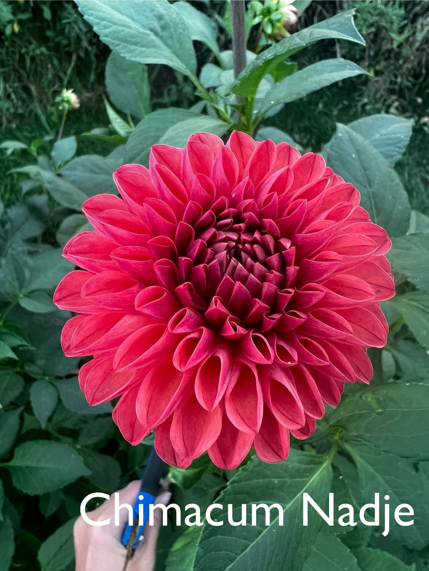 Chimacum Nadje