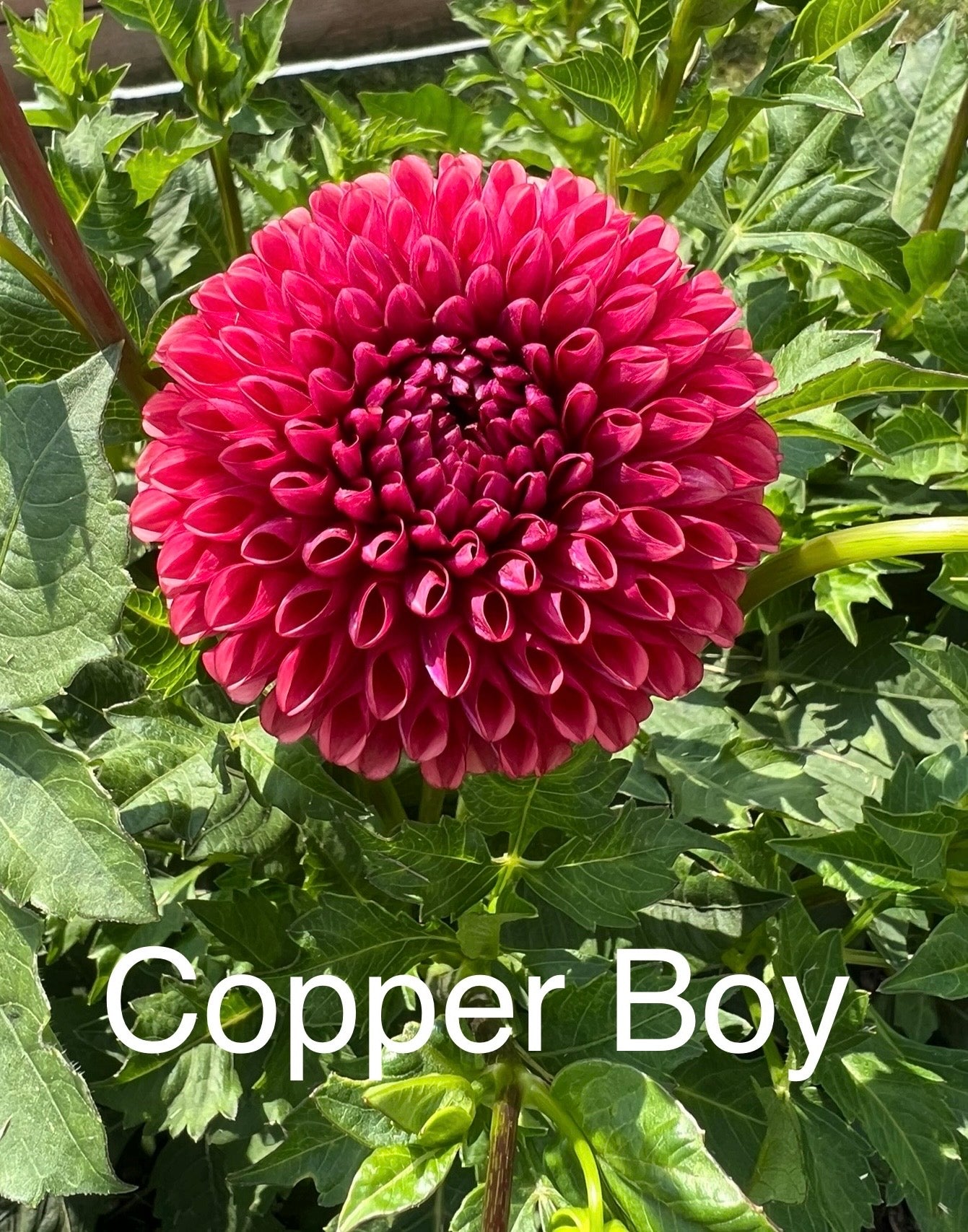 Copper Boy