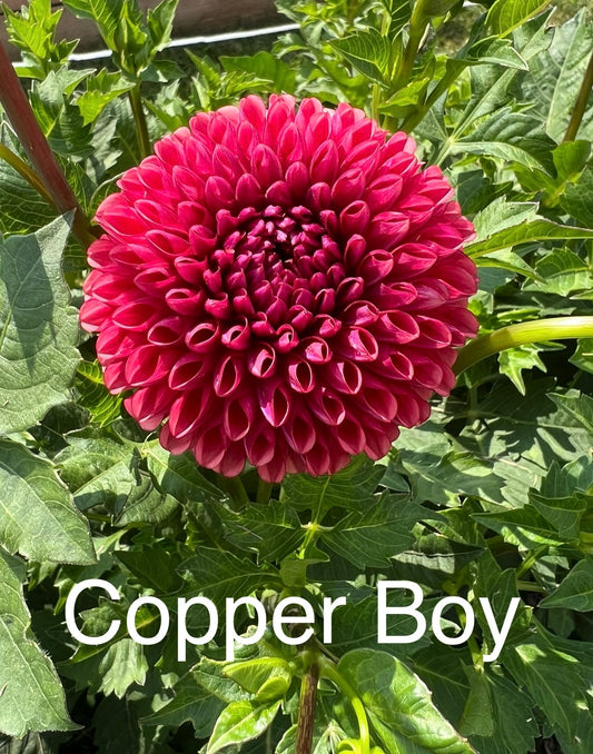 Copper Boy