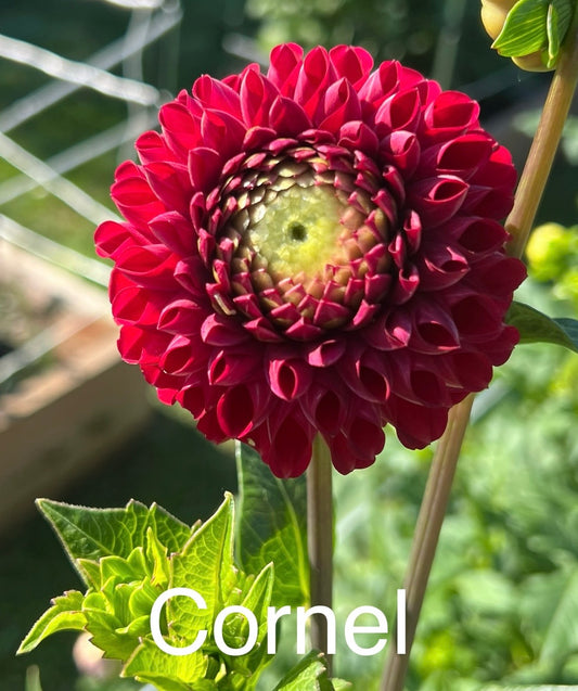 Cornel