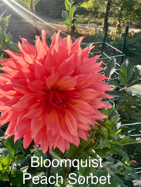 Bloomquist Peach Sorbet